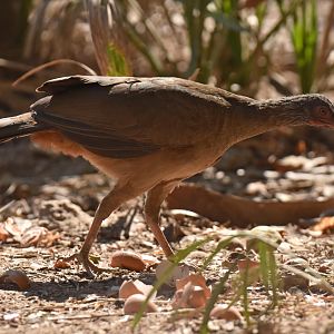 Chaco Chachalaca (Ortalis canicollis)