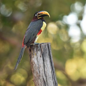 Chestnut-eared Araçari (Pteroglossus castanotis)