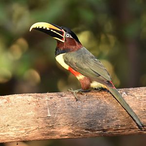 Chestnut-eared Araçari (Pteroglossus castanotis)