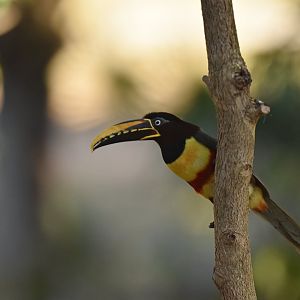 Chestnut-eared Araçari (Pteroglossus castanotis)