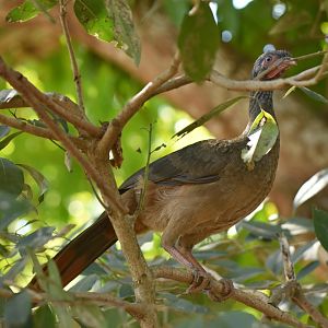Chaco Chachalaca (Ortalis canicollis)
