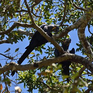 Hyacinth Macaw (Anodorhynchus hyacinthinus)