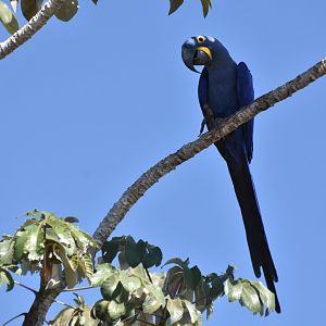 Hyacinth Macaw (Anodorhynchus hyacinthinus)