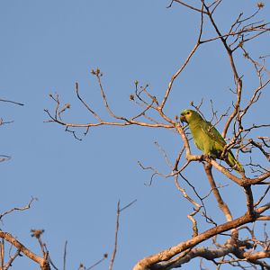 Blue-fronted Amazon (Amazona aestiva)