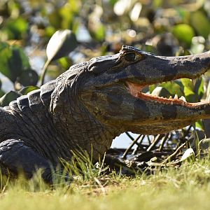 Yacare caiman (Caiman yacare)