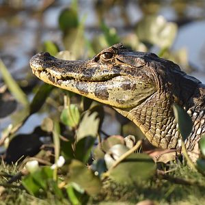 Yacare caiman (Caiman yacare)