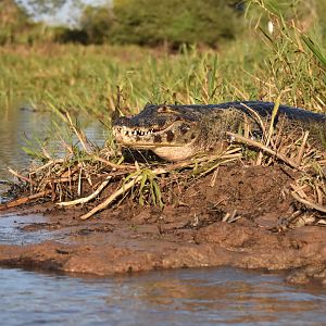 Yacare caiman (Caiman yacare)