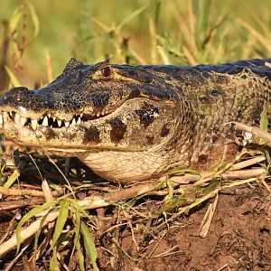 Yacare caiman (Caiman yacare)
