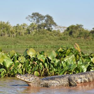 Yacare caiman (Caiman yacare)