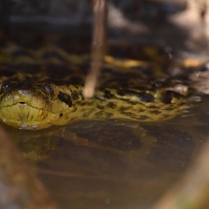Yellow anaconda (Eunectes notaeus)