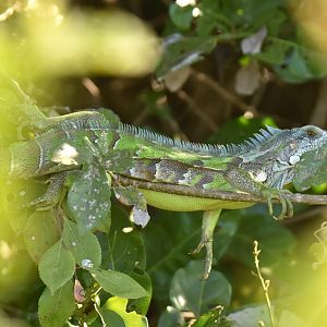 Green iguana (Iguana iguana)