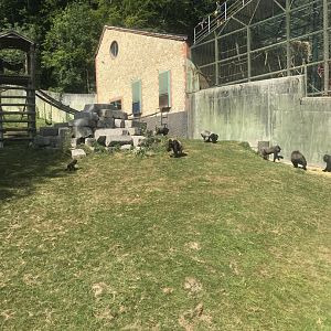 Western Lowland Gorilla