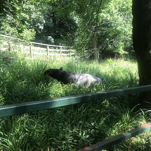 Malayan Tapir
