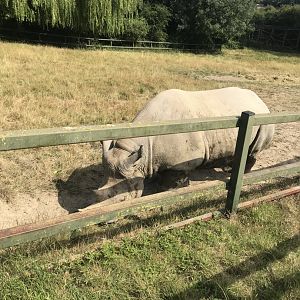 Eastern Black Rhinoceros
