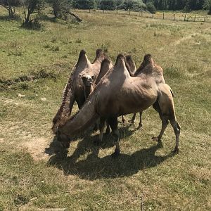 Bactrian Camel