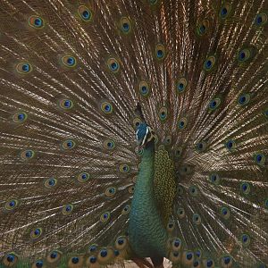 Green peafowl (Pavo muticus)