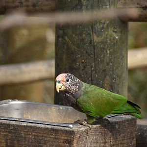 Speckle-faced parrot (Pionus tumultuosus)