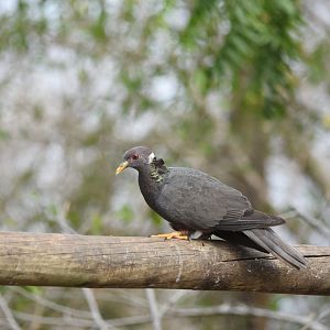 Band-tailed pigeon (Patagioenas fasciata)