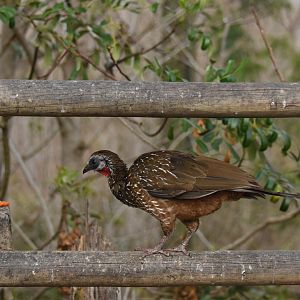 Band-tailed guan (Penelope argyrotis)