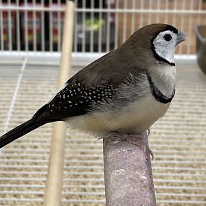 Double-barred Finch (Stizoptera bichenovii)