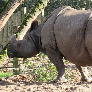 Indian Rhinoceros