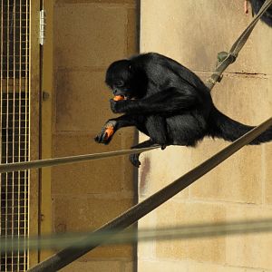 Columbian Spider Monkey