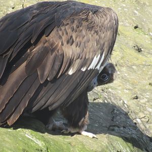 Cinereous Vulture