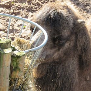 Bactrian Camel