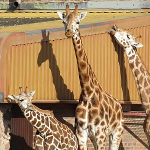 Rothschild’s Giraffe