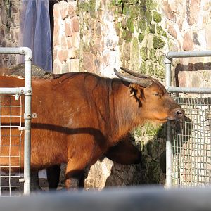 Congo Buffalo