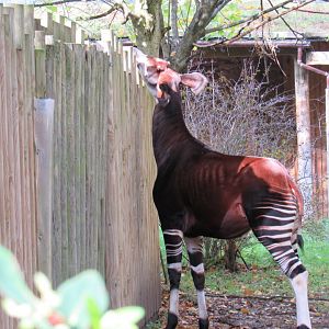 Okapi