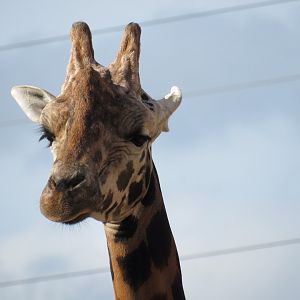 Rothschild’s Giraffe