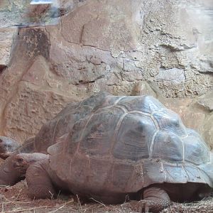 Galapagos Giant Tortoise