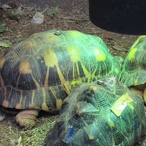 Radiated Tortoise