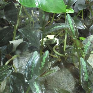 Golden Poison Dart Frog