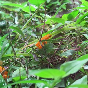 Golden Mantella