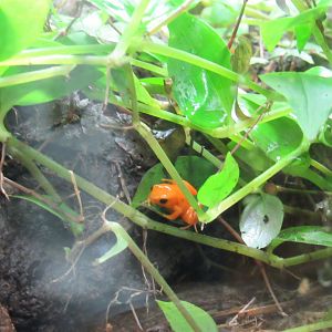 Golden Mantella