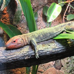 Northern Caiman Lizard