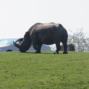 Southern White Rhinoceros