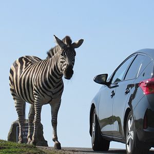 Burchell’s Zebra
