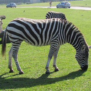 Burchell’s Zebra