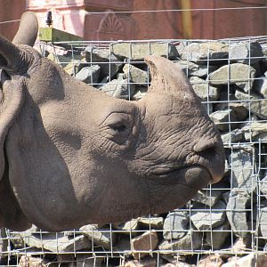 Indian Rhinoceros