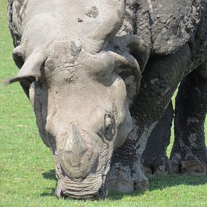 Indian Rhinoceros