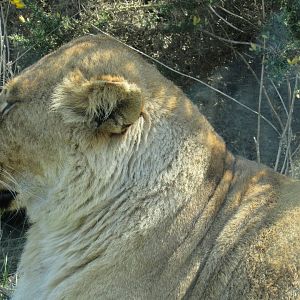 African Lion