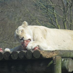 White Lion