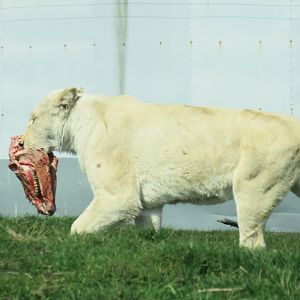 White Lion