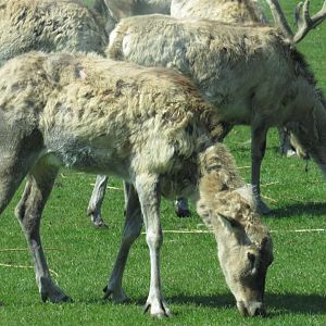Père David’s Deer