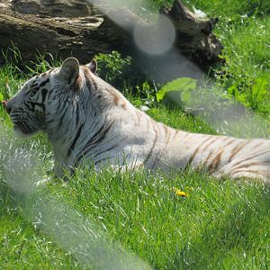 White Bengal Tiger