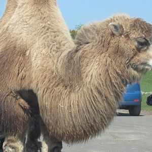 Bactrian Camel