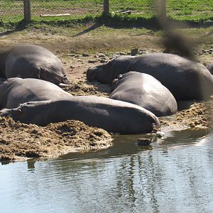 Common Hippopotamus